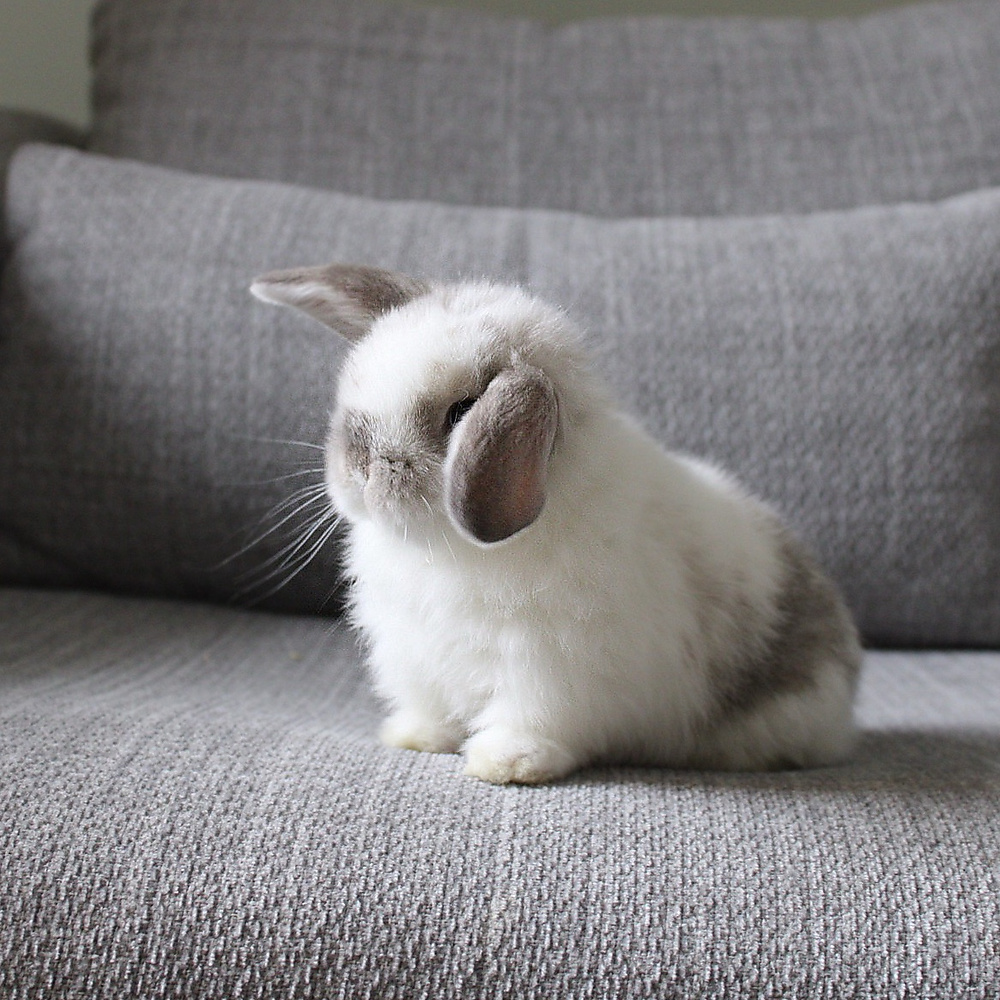 Holland lop - broken sable point