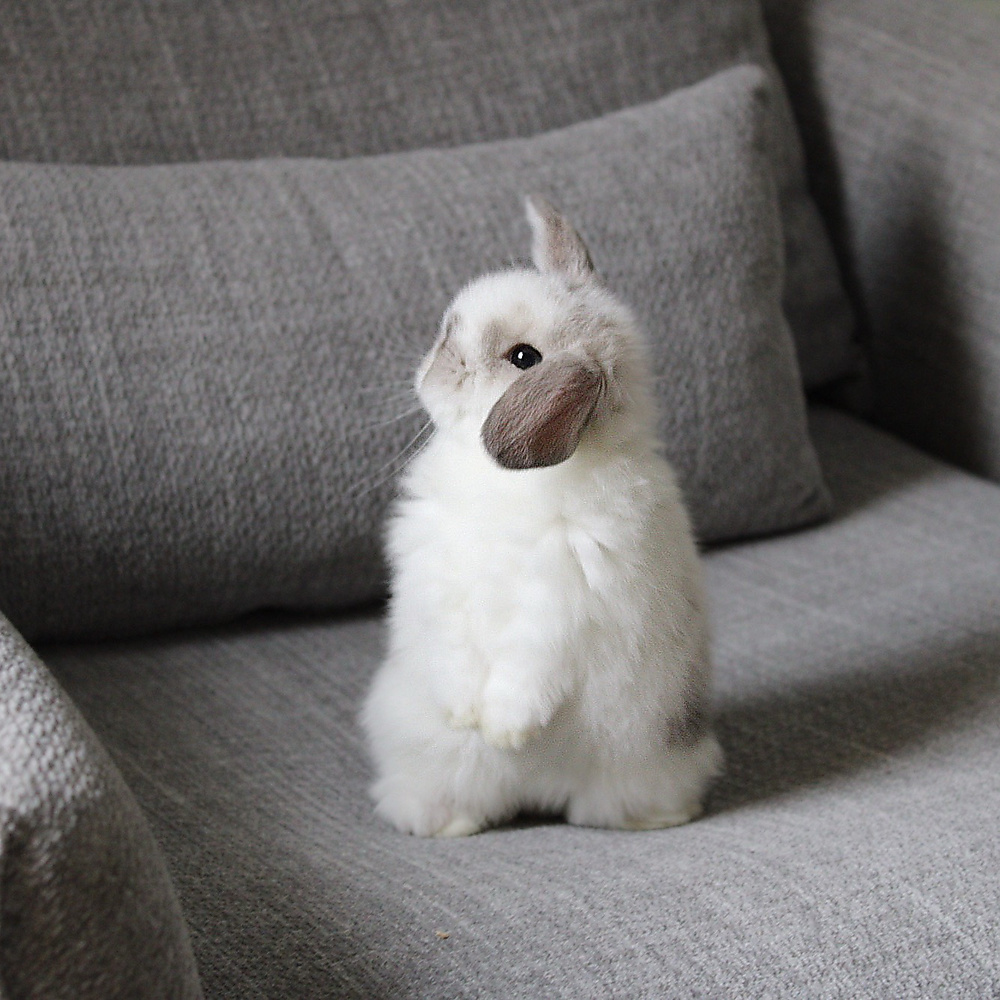 Holland lop - broken sable point