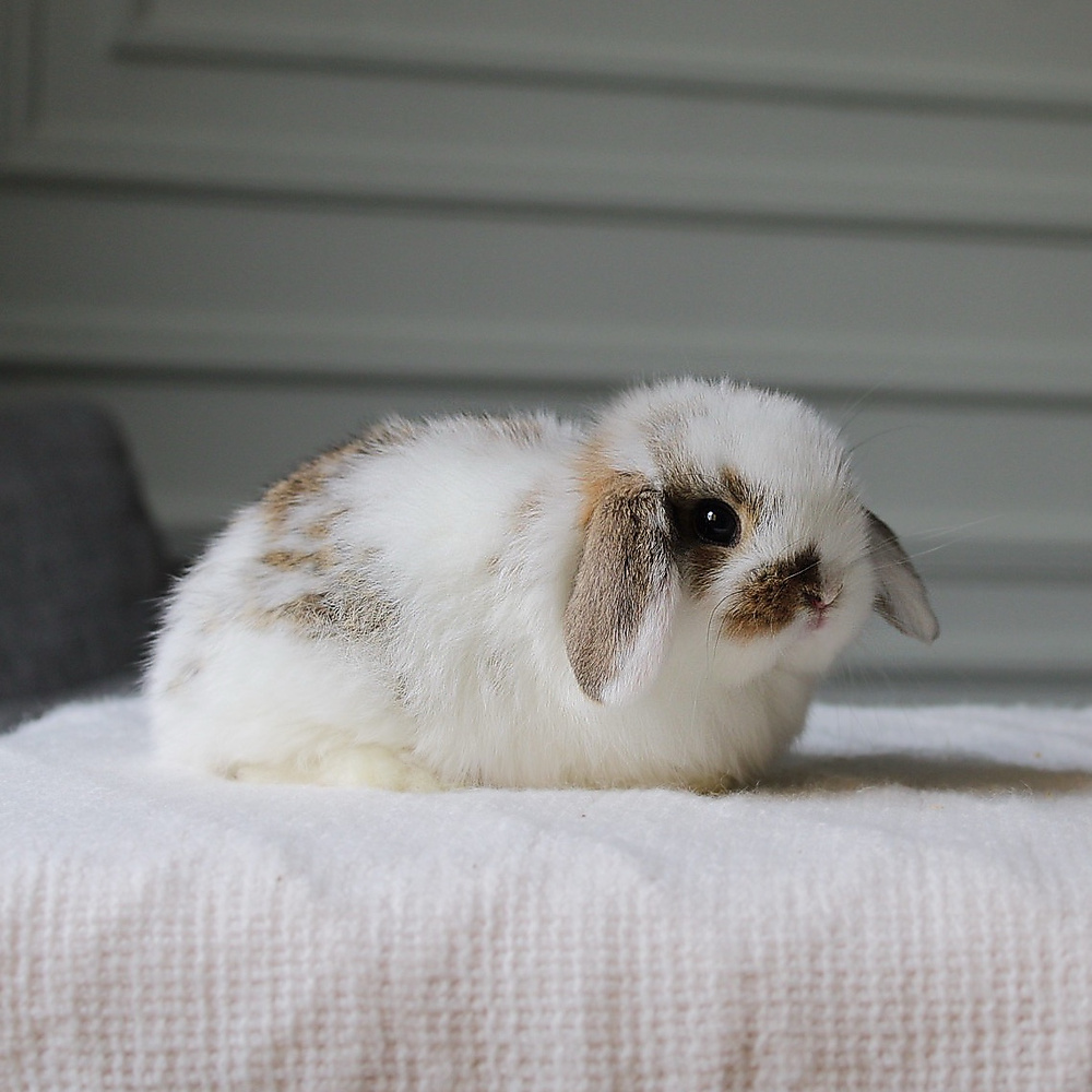 Holland lop - broken chestnut