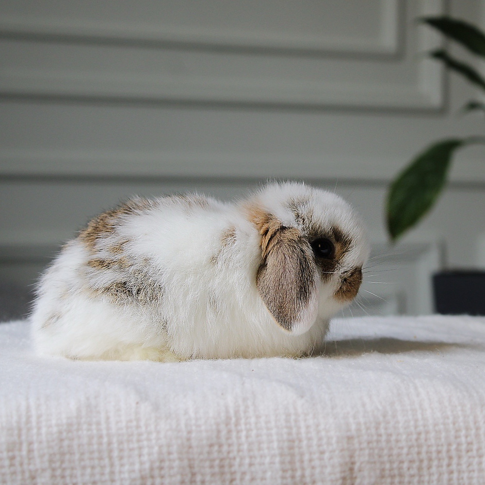Holland lop - broken chestnut