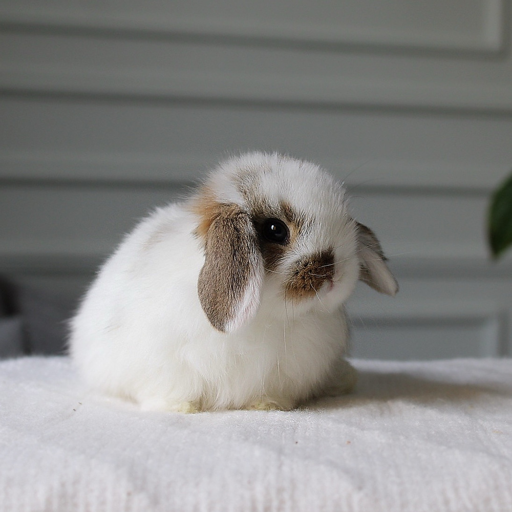 Holland lop - broken chestnut