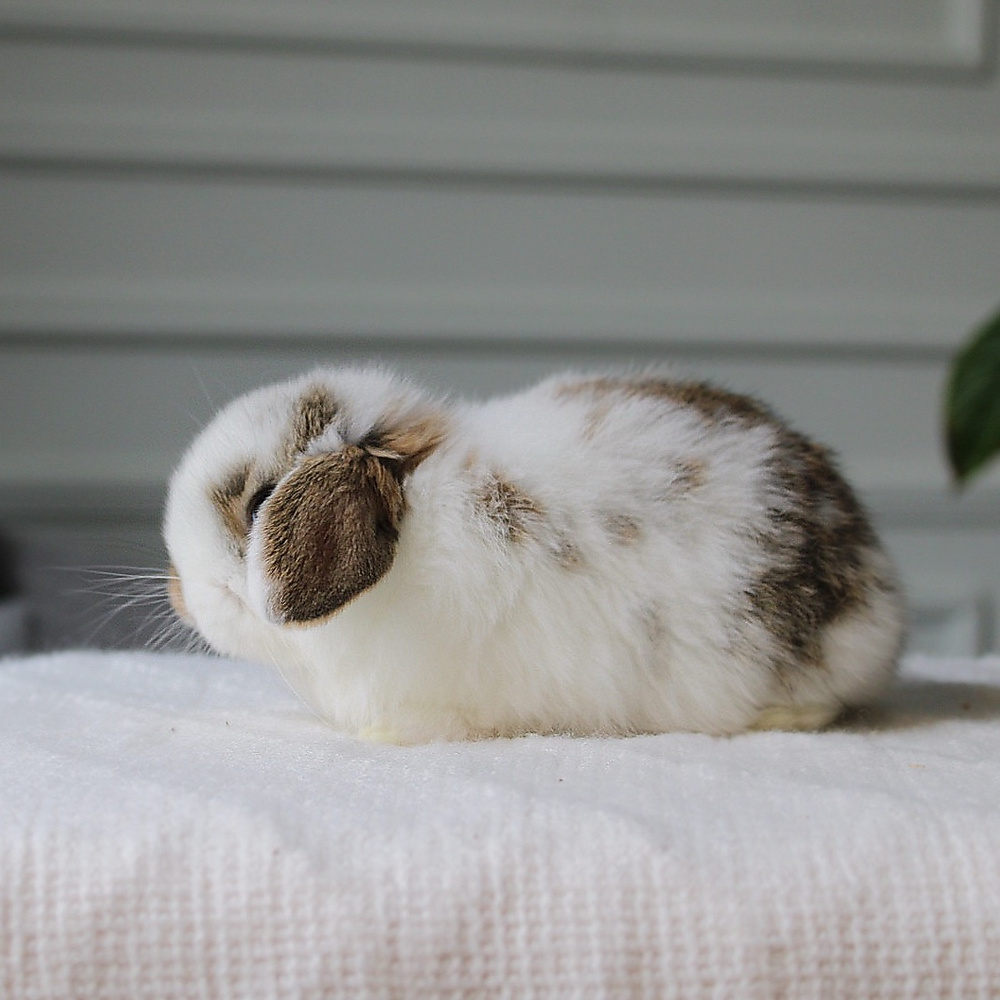 Holland lop - broken chestnut