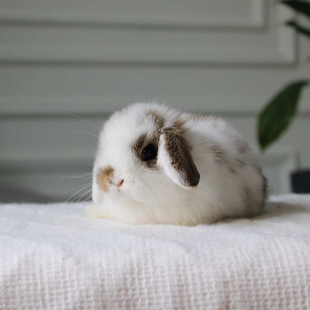 Holland lop - broken chestnut