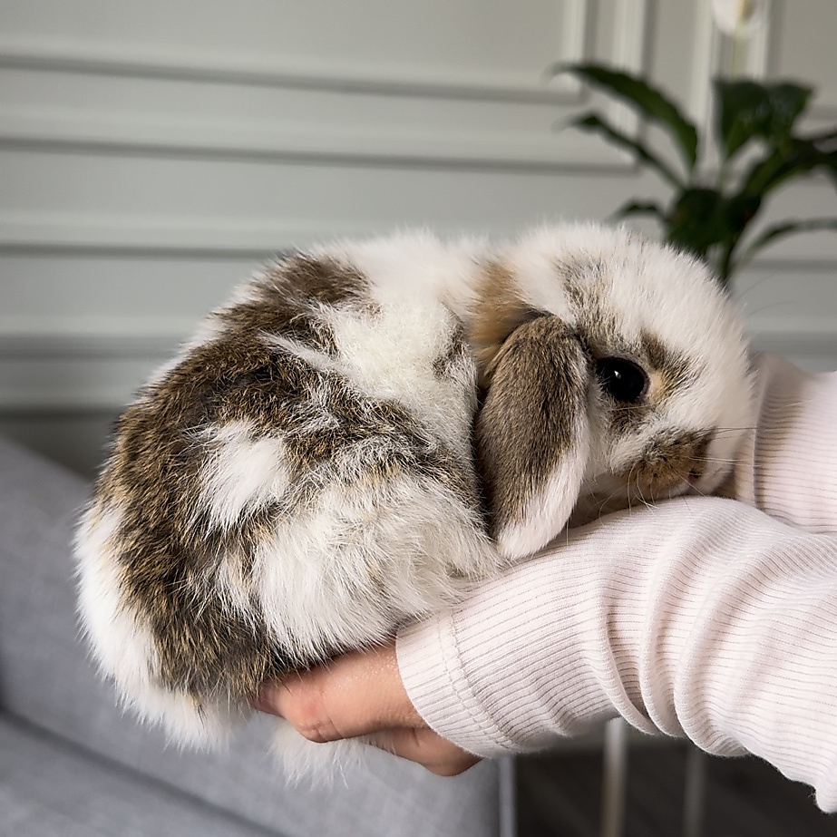 Holland lop - broken chestnut