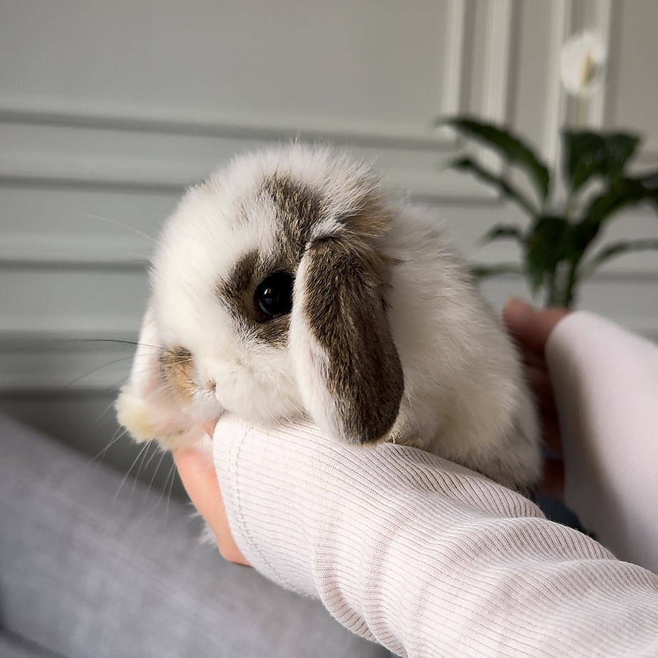 Holland lop - broken chestnut