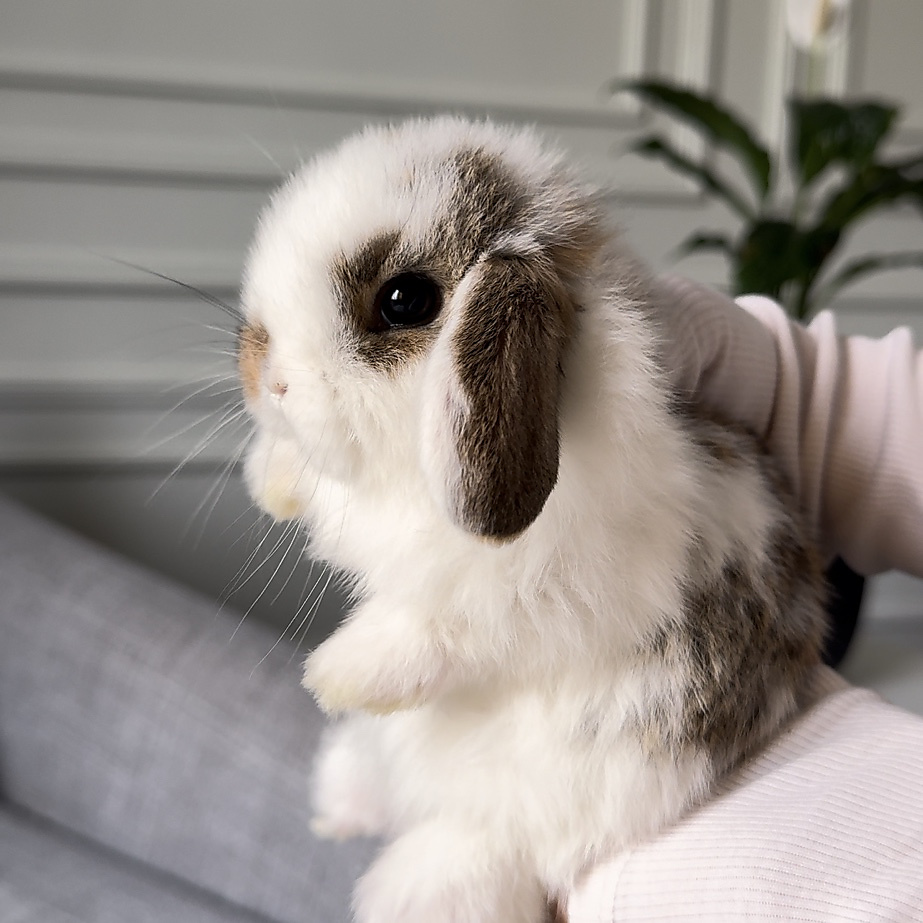 Holland lop - broken chestnut