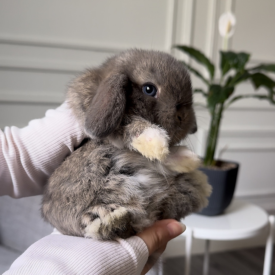 Holland lop - opal vm