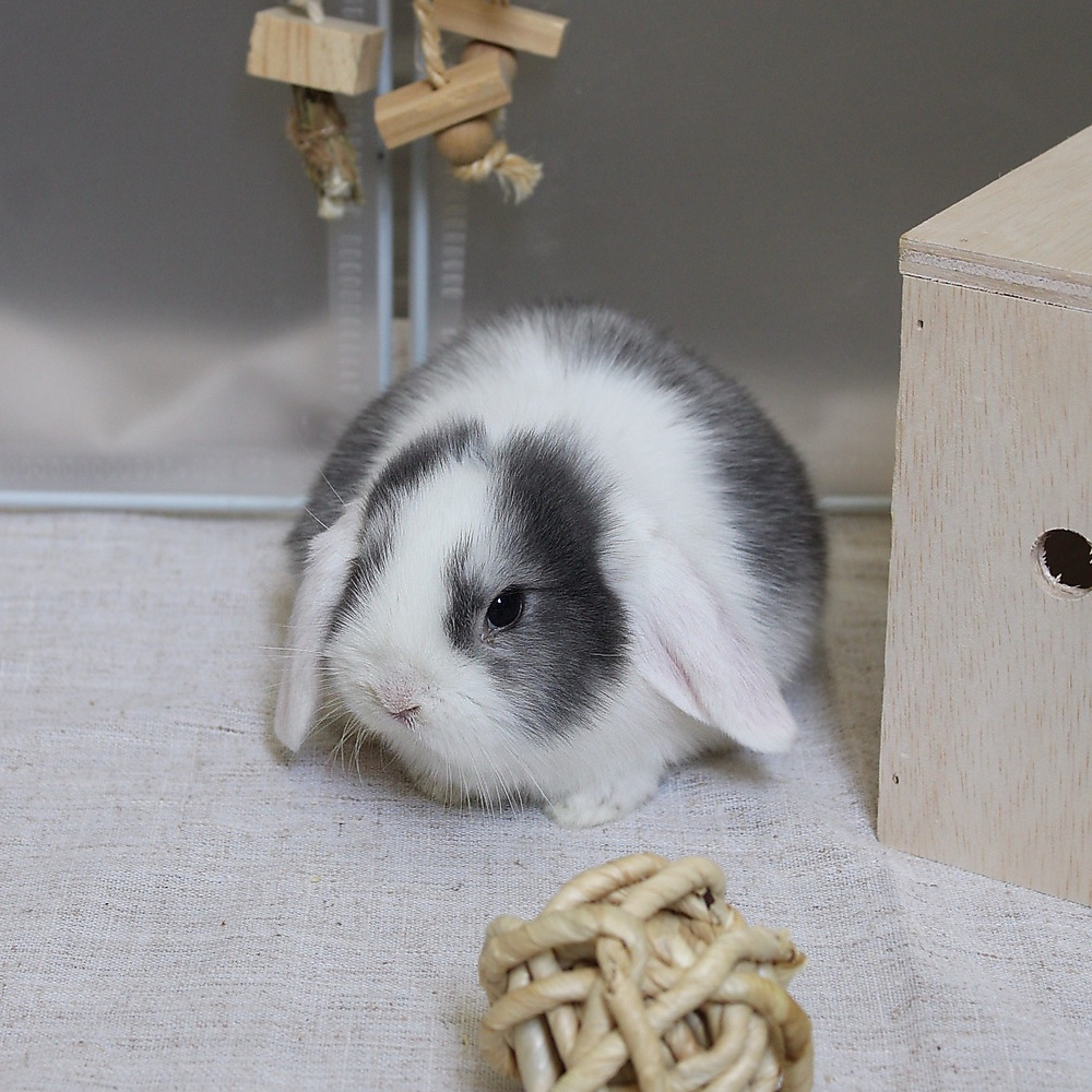 mini lop - vm
