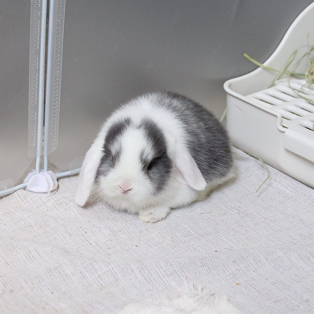mini lop - vm