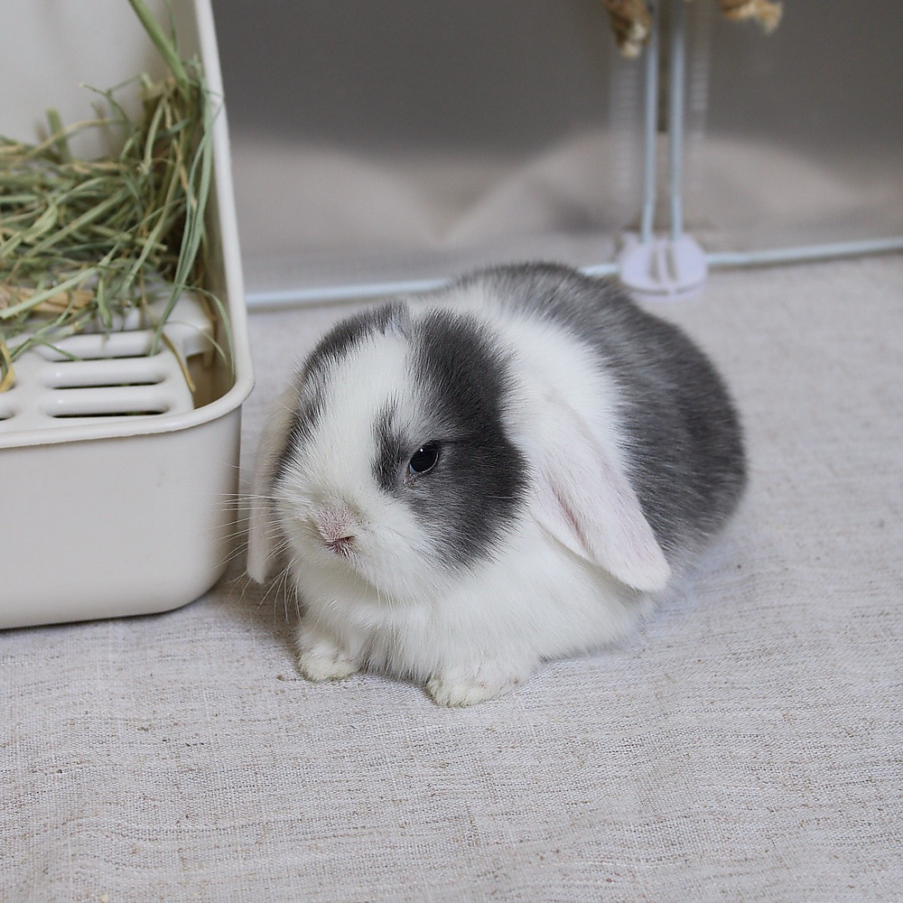 mini lop - vm
