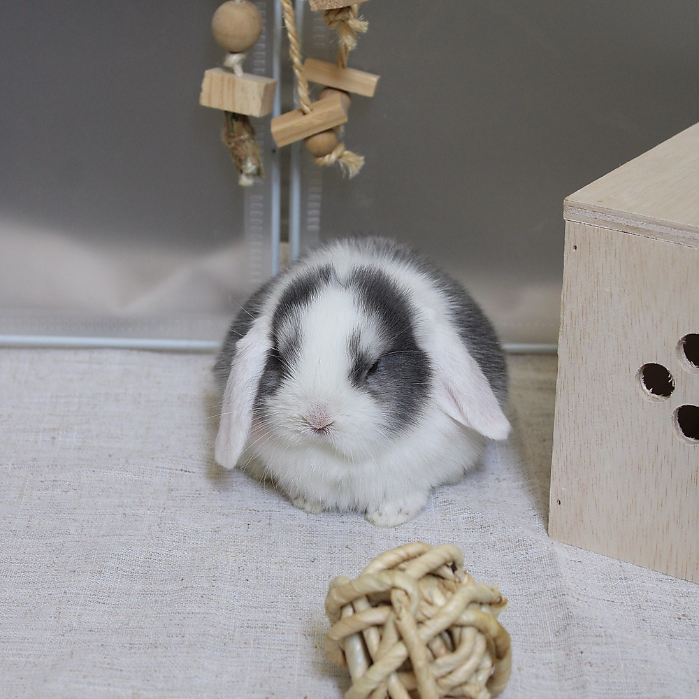 mini lop - vm