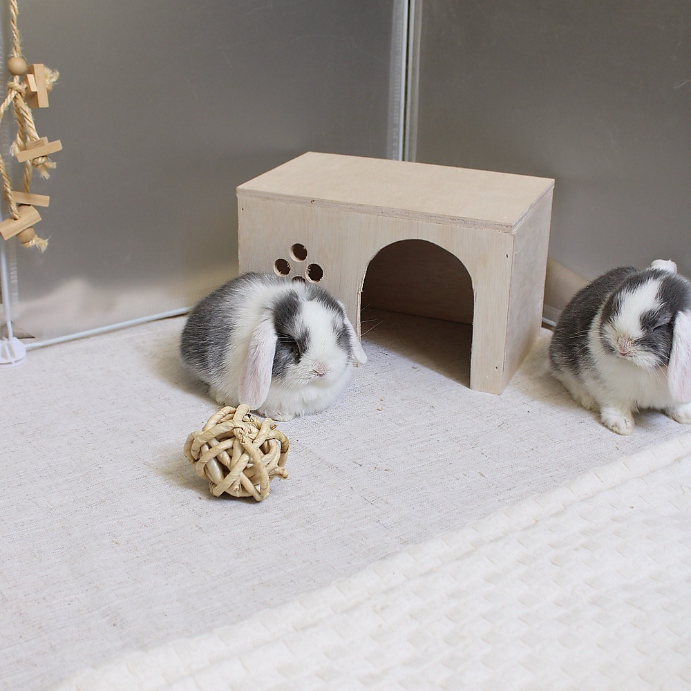 mini lop - vm