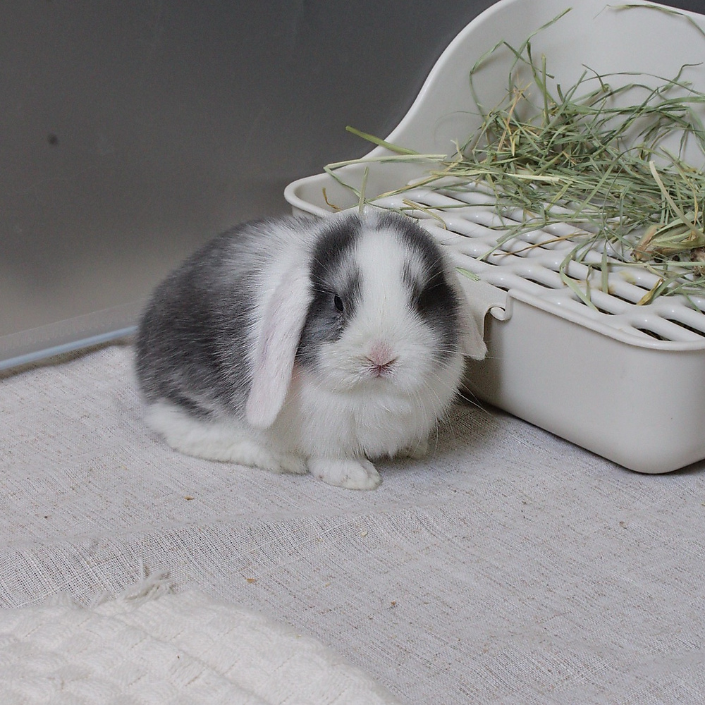 mini lop - vm