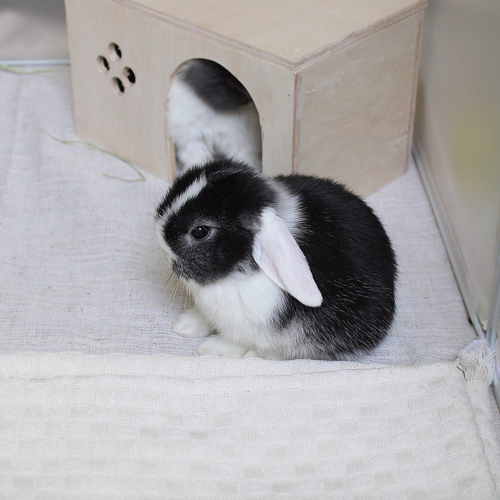 mini lop - vm