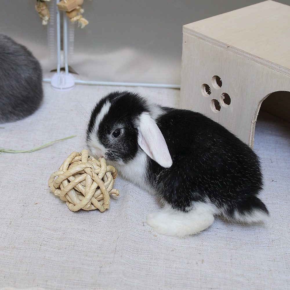 mini lop - vm