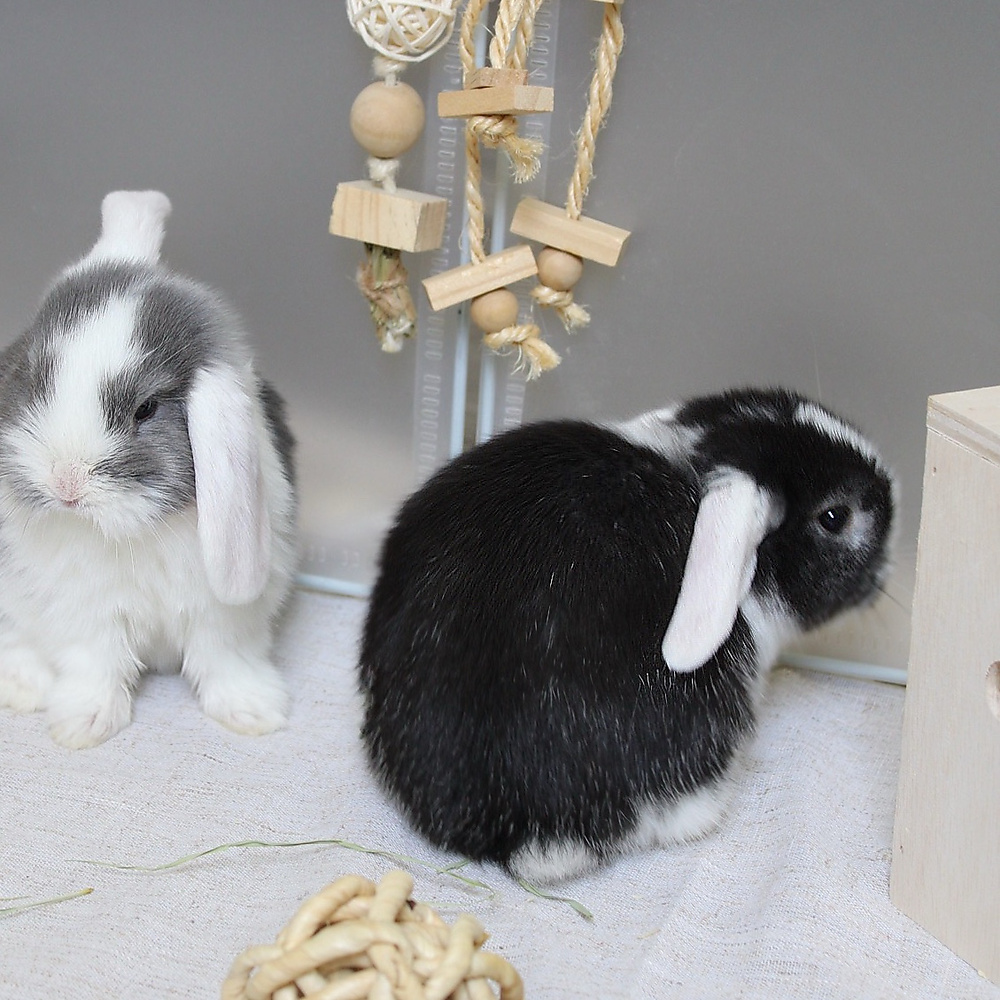 mini lop - vm