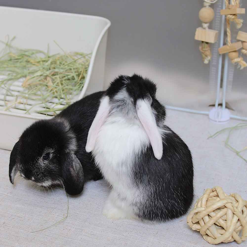mini lop - vm