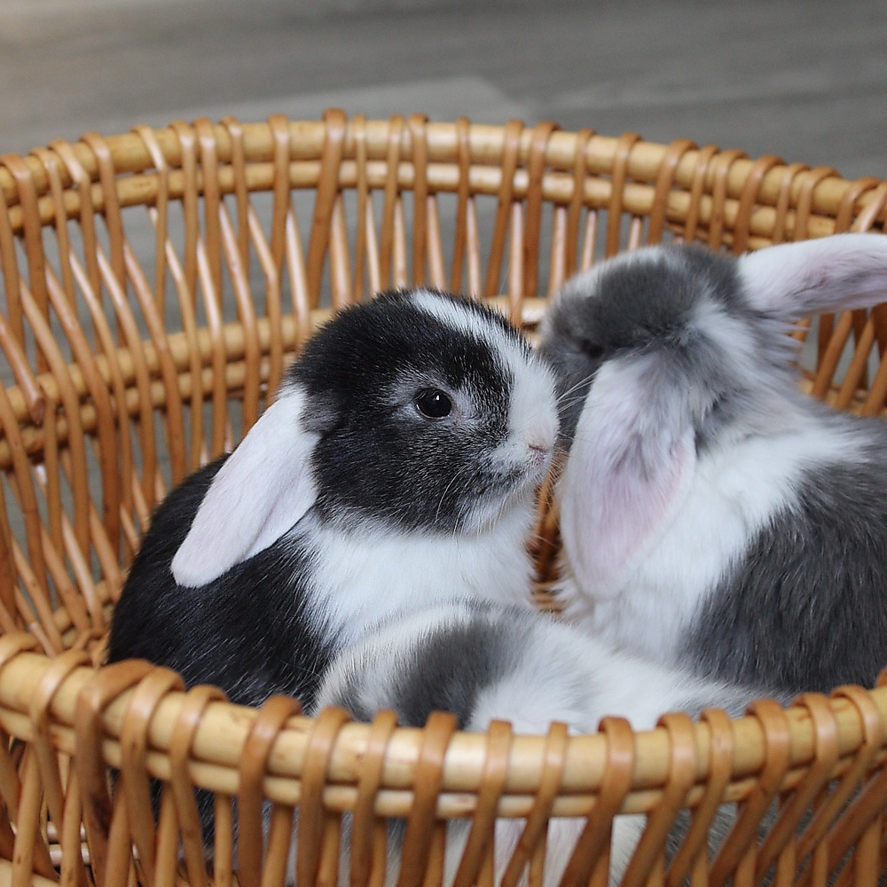 mini lop - vm