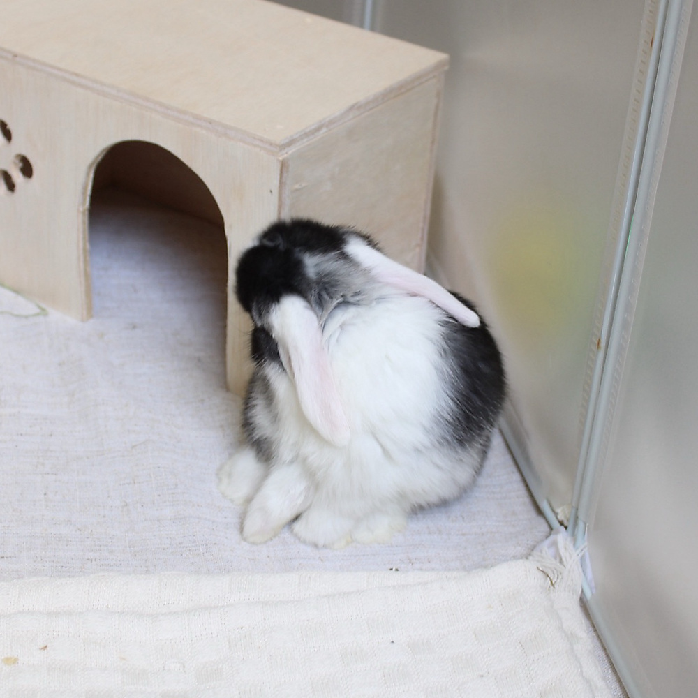mini lop - vm