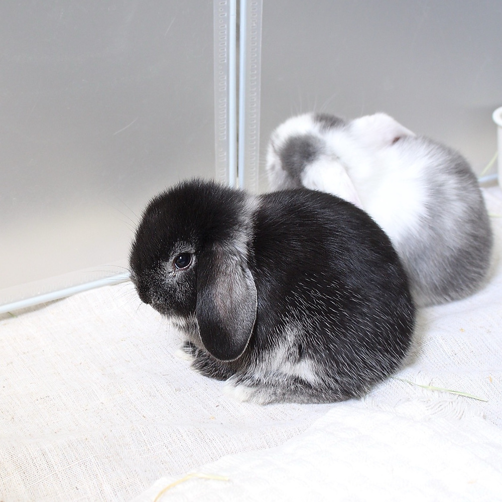 mini lop - black silver marten