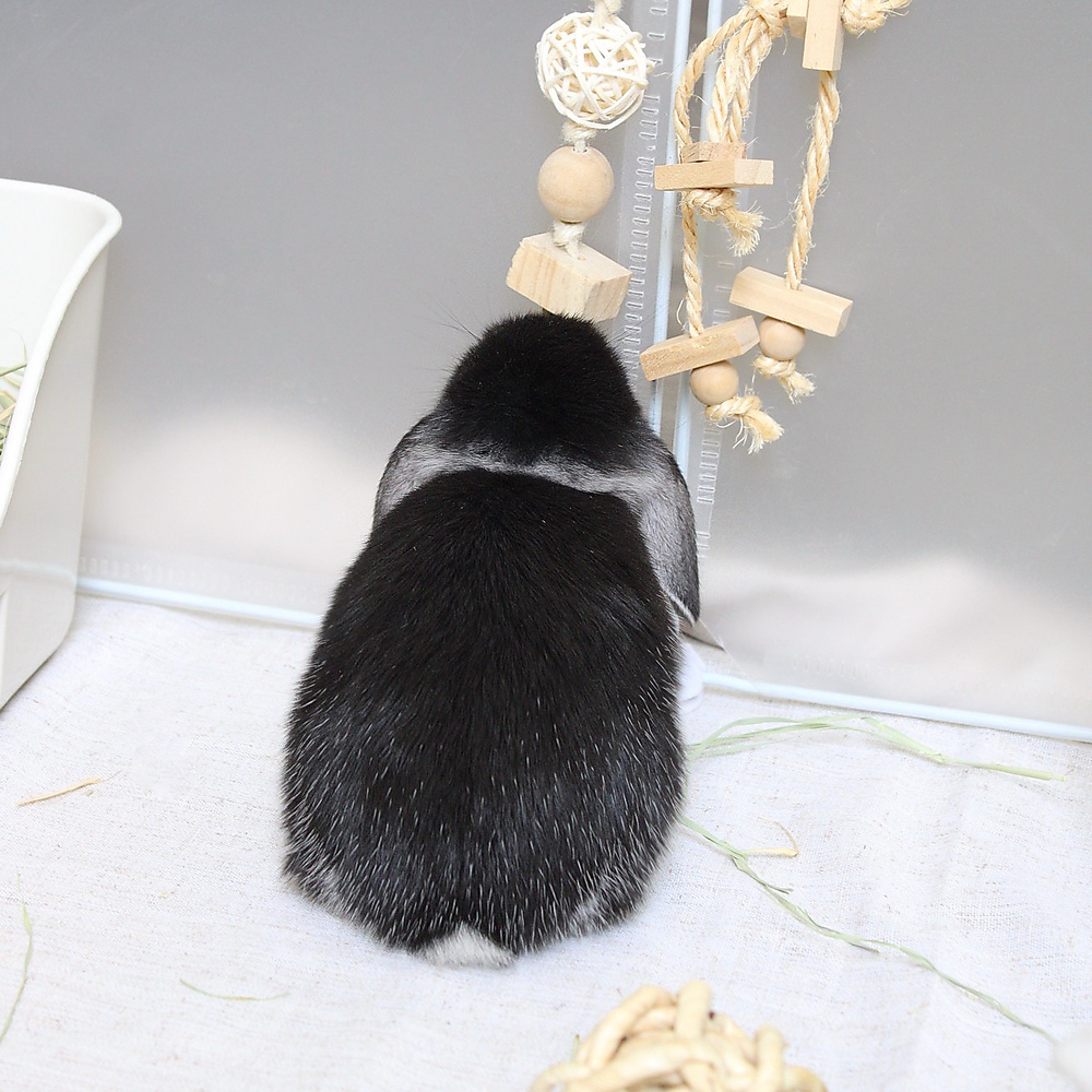 mini lop - black silver marten