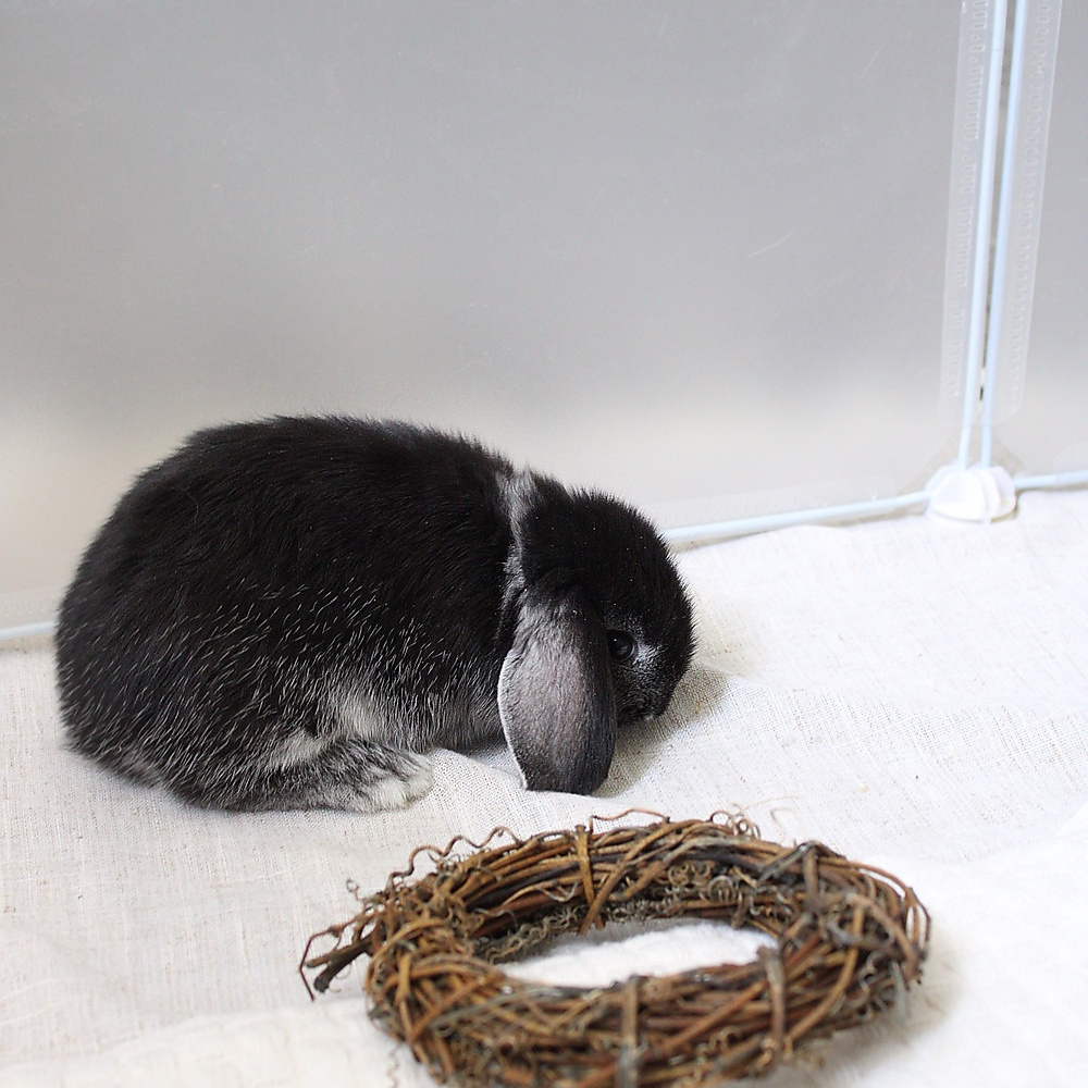mini lop - black silver marten