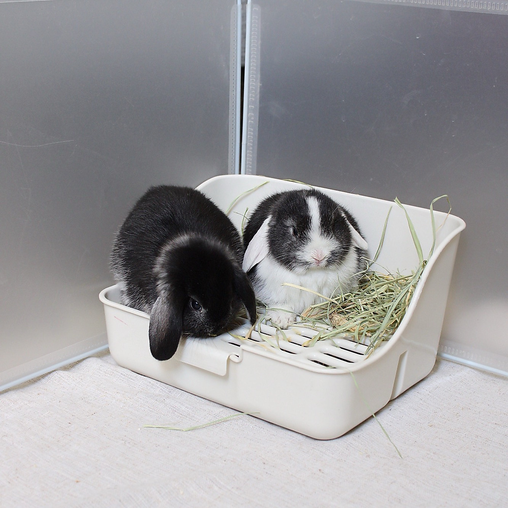 mini lop - black silver marten
