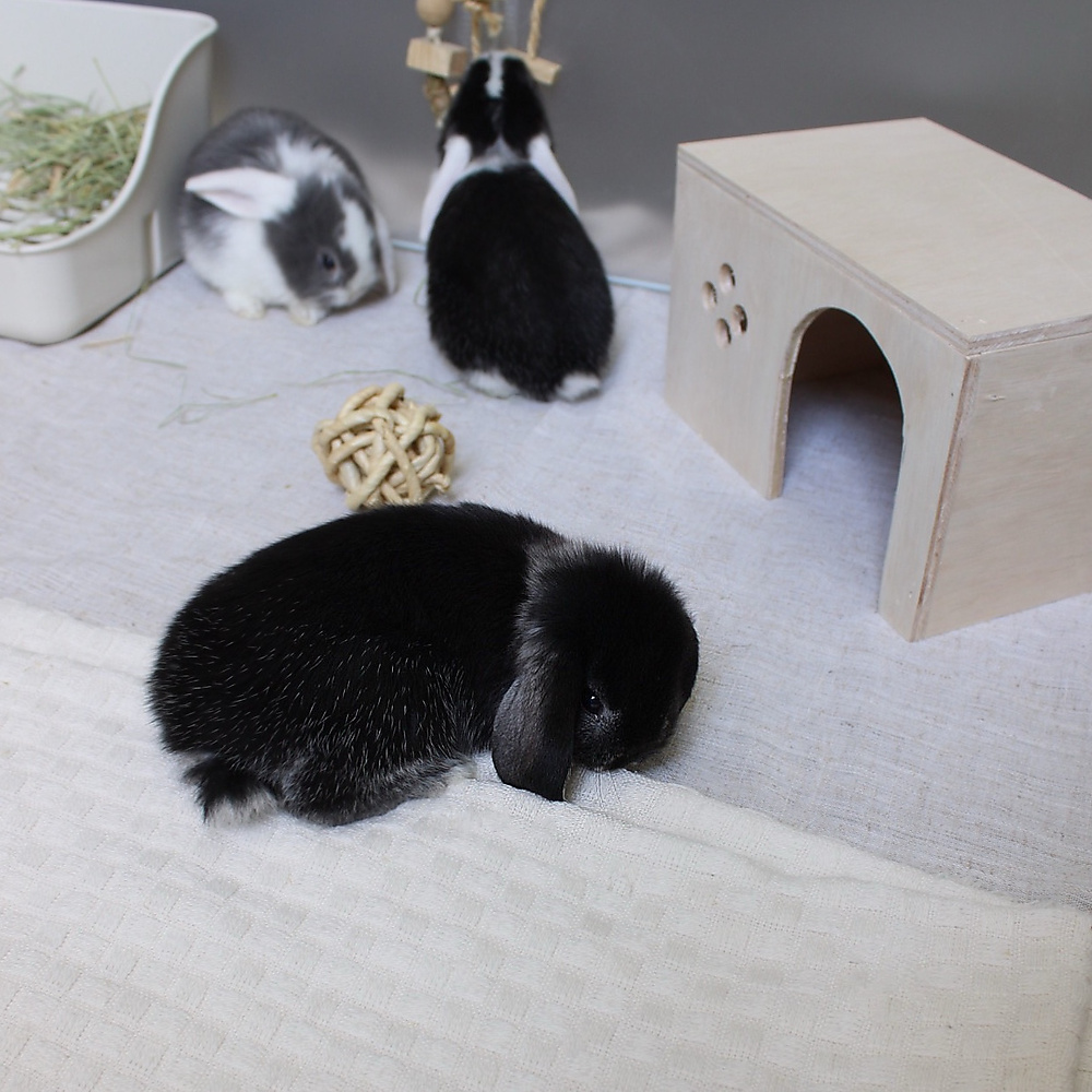mini lop - black silver marten