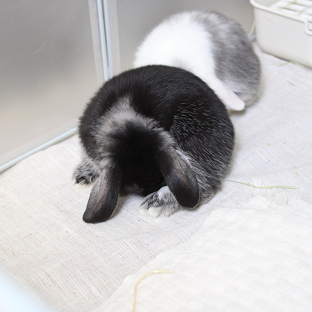 mini lop - black silver marten
