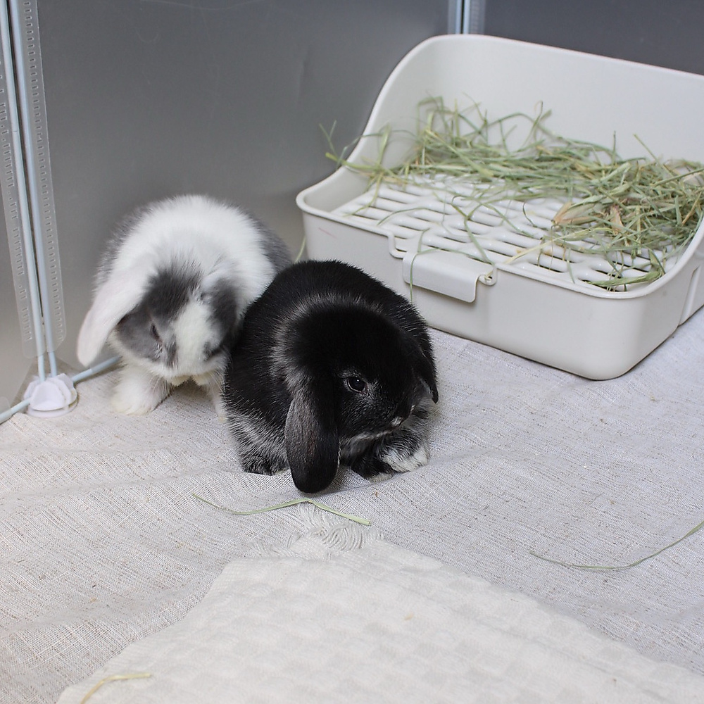 mini lop - black silver marten
