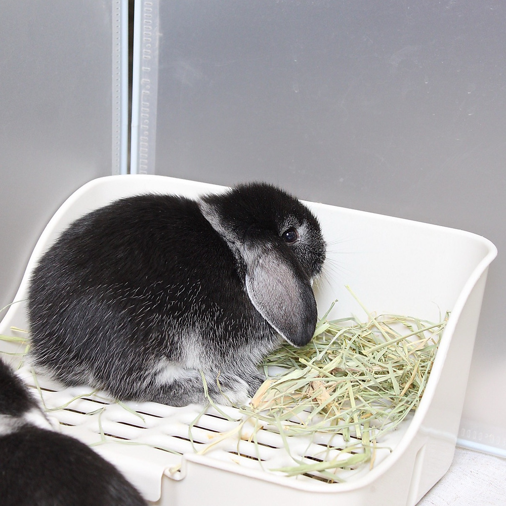 mini lop - black silver marten