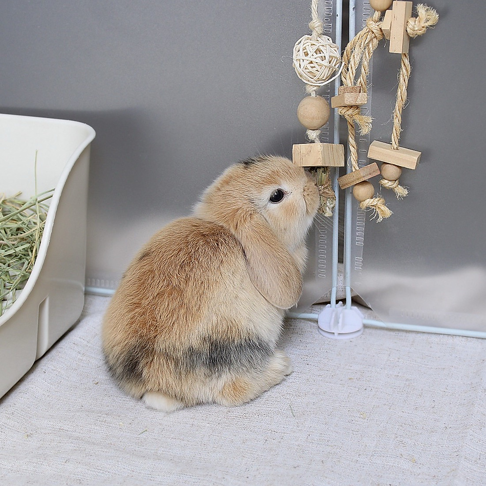 Mini lop - harlequin
