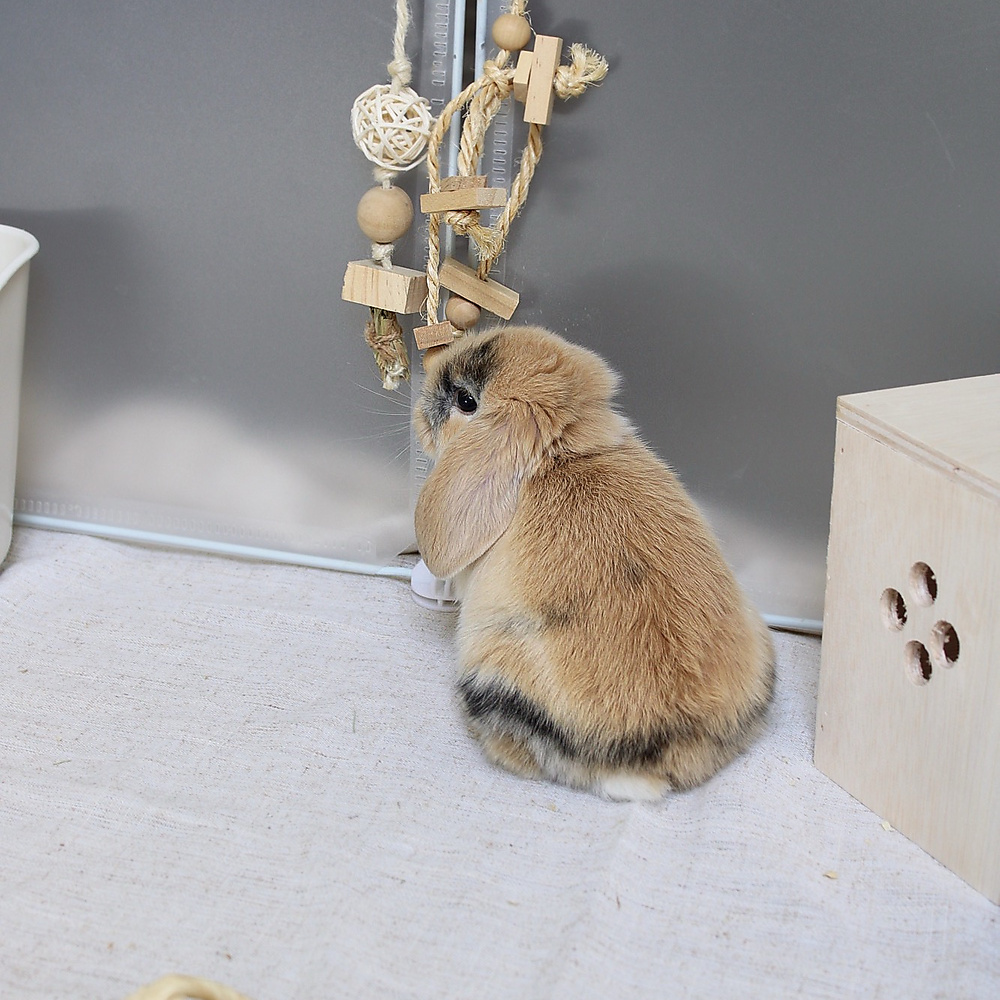 Mini lop - harlequin