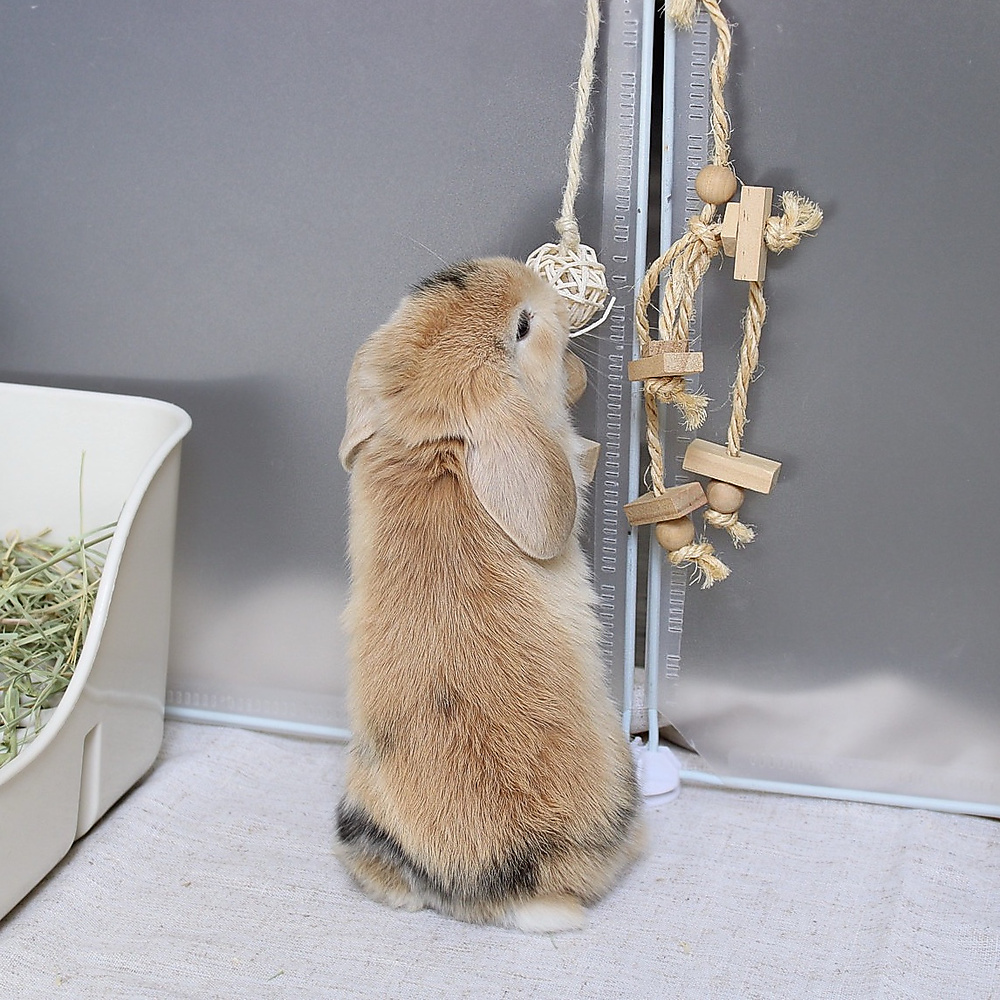 Mini lop - harlequin