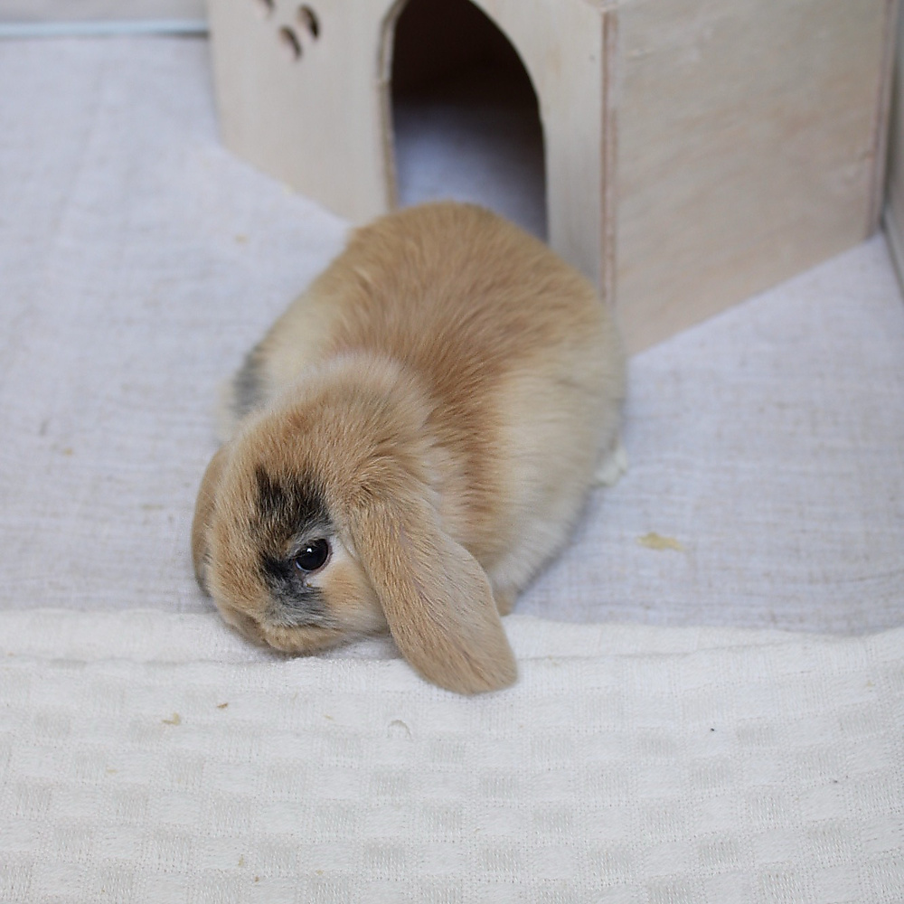 Mini lop - harlequin