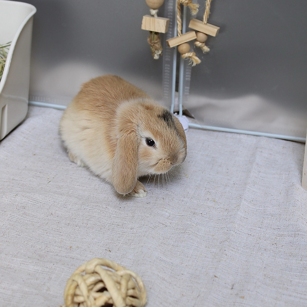 Mini lop - harlequin