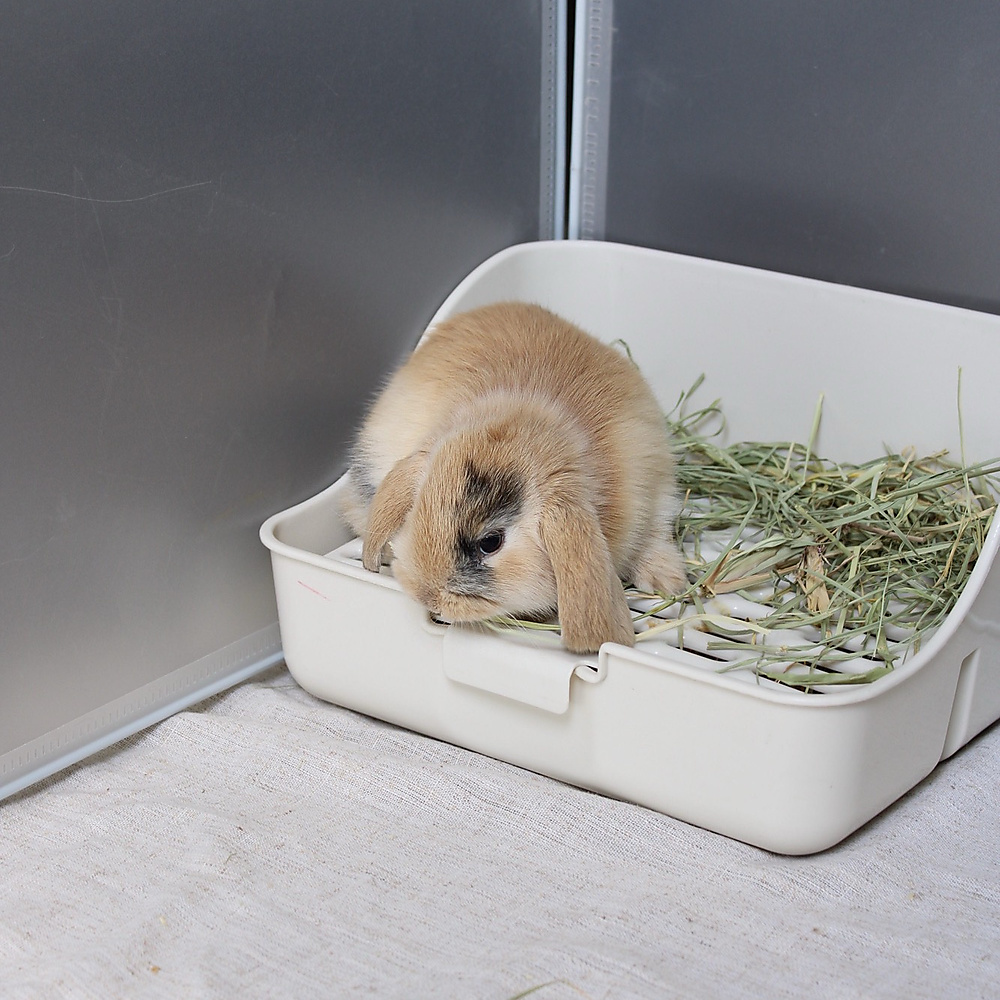 Mini lop - harlequin