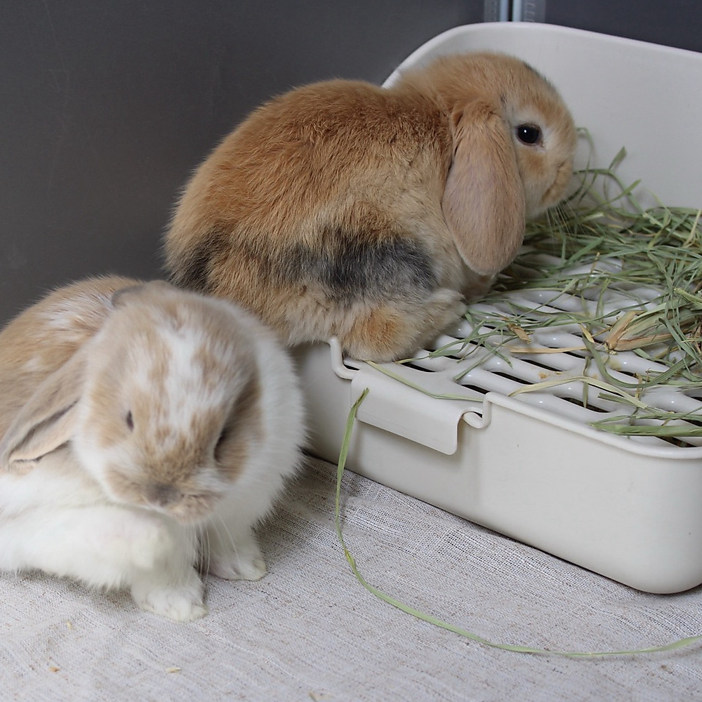 Mini lop - harlequin