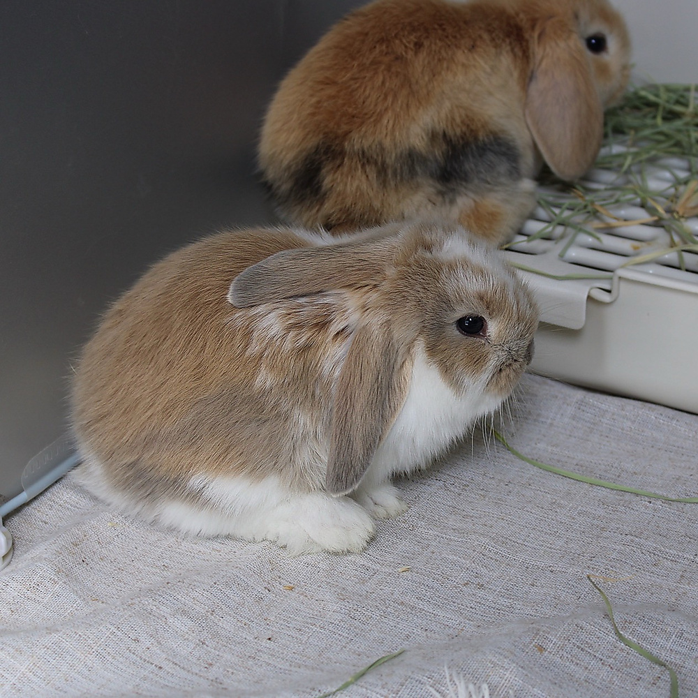 Mini lop - broken blue tort