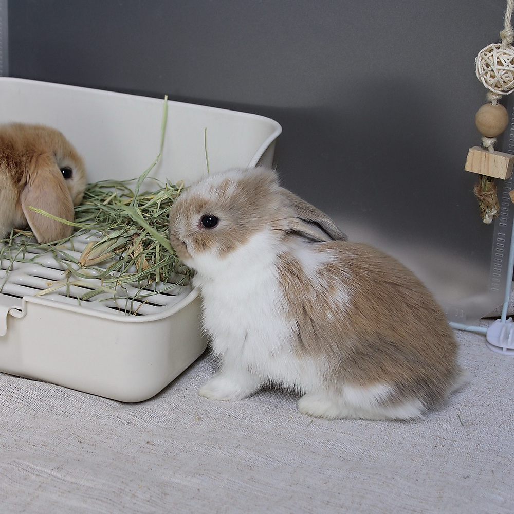 Mini lop - broken blue tort