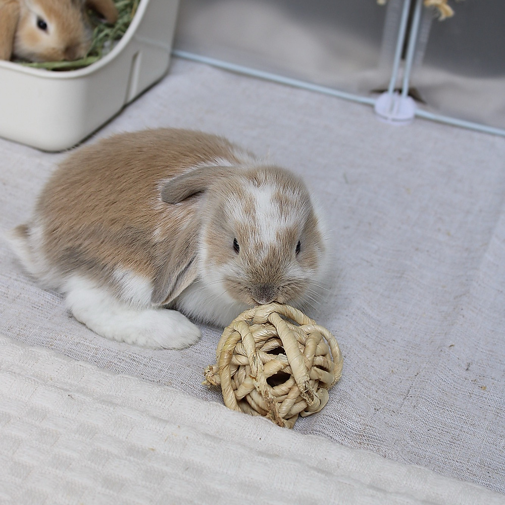 Mini lop - broken blue tort