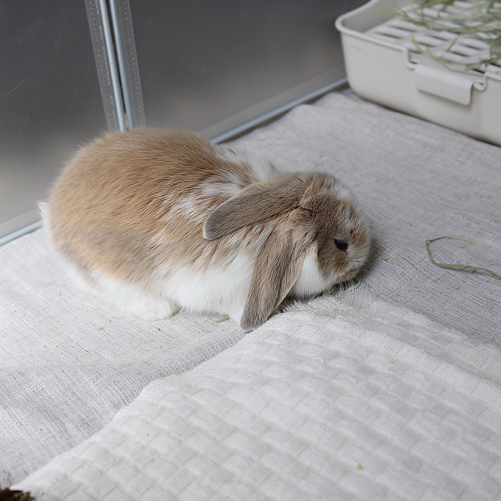 Mini lop - broken blue tort