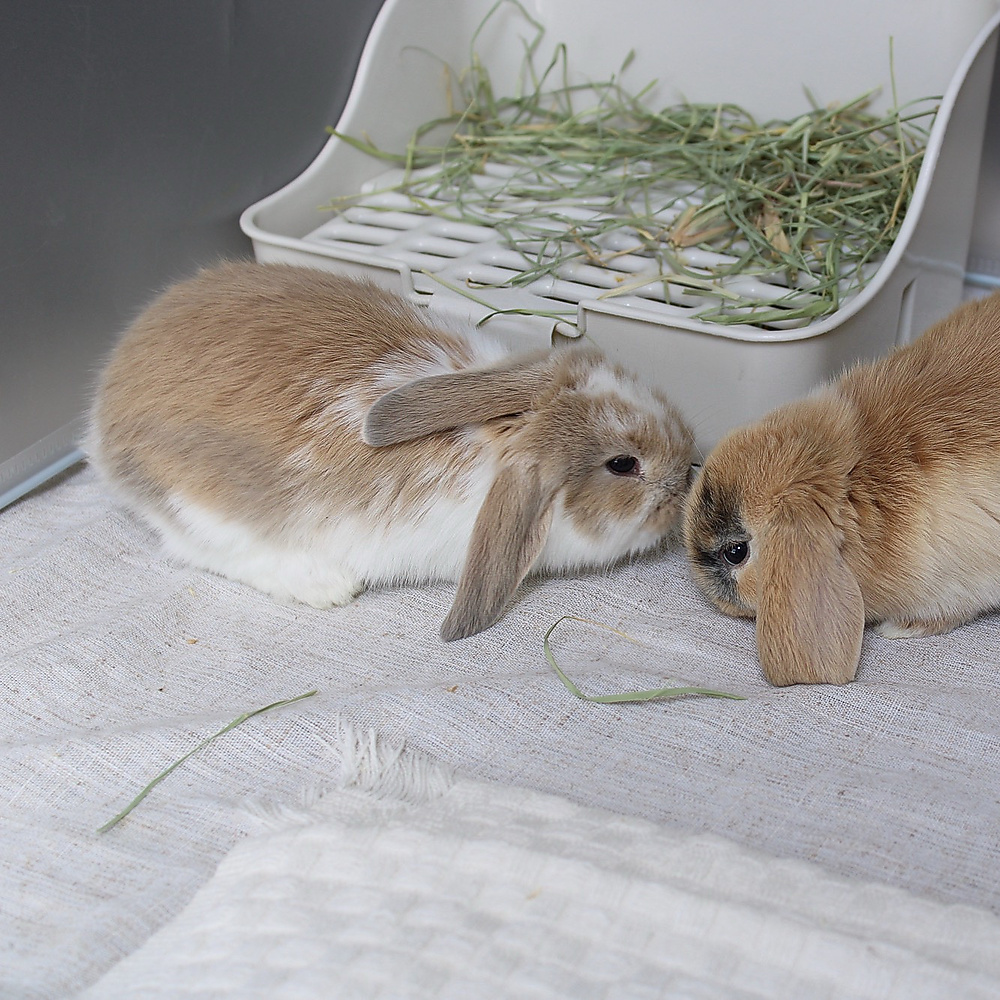 Mini lop - broken blue tort