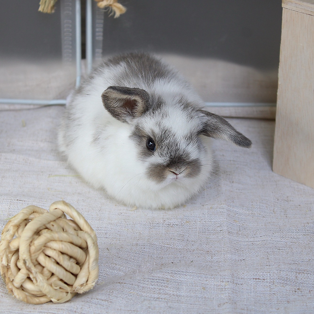 Holland lop - broken blue otter
