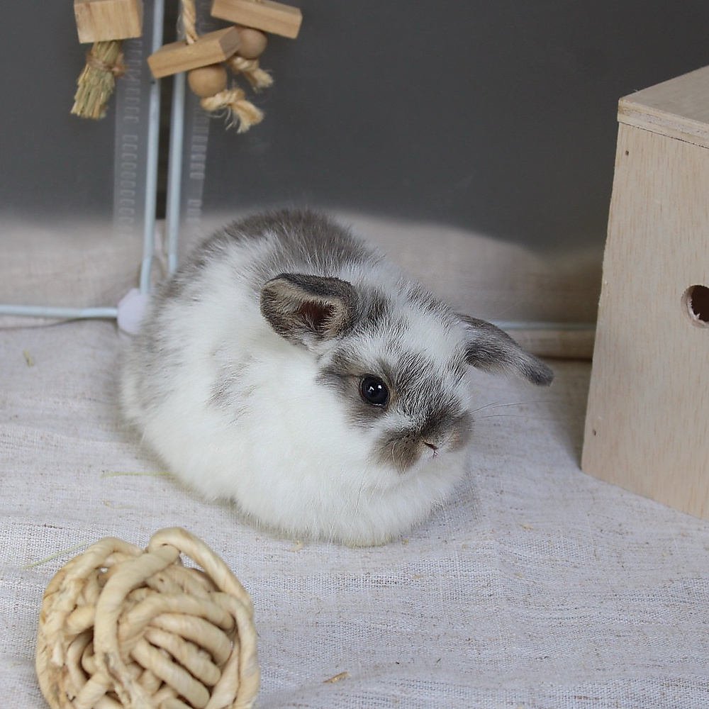 Holland lop - broken blue otter