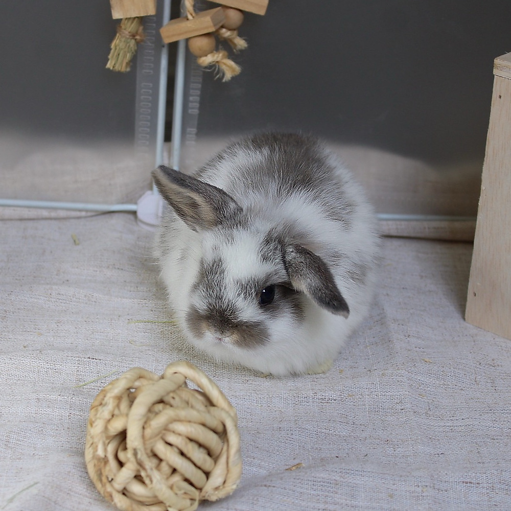 Holland lop - broken blue otter