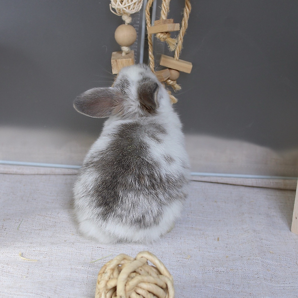 Holland lop - broken blue otter