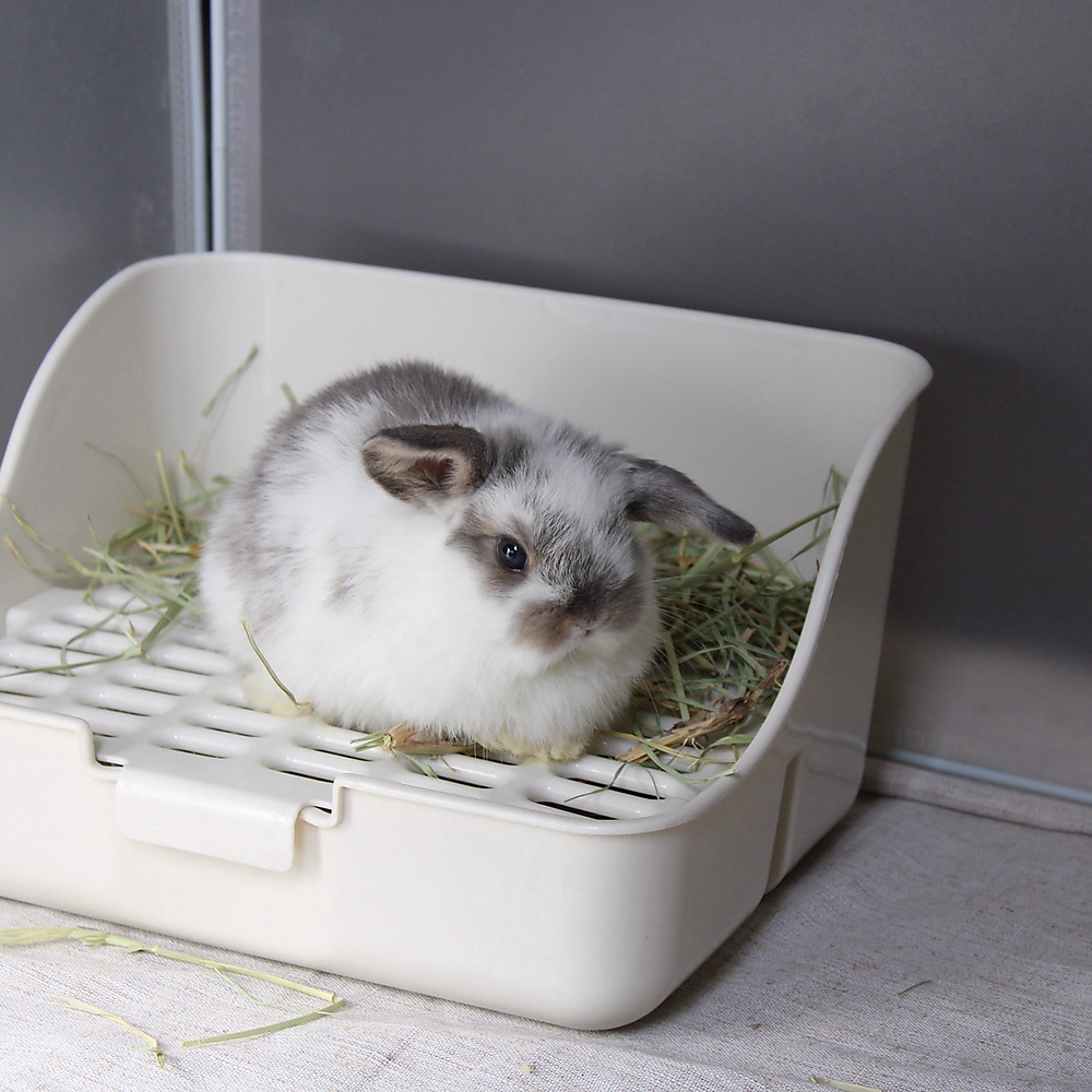Holland lop - broken blue otter