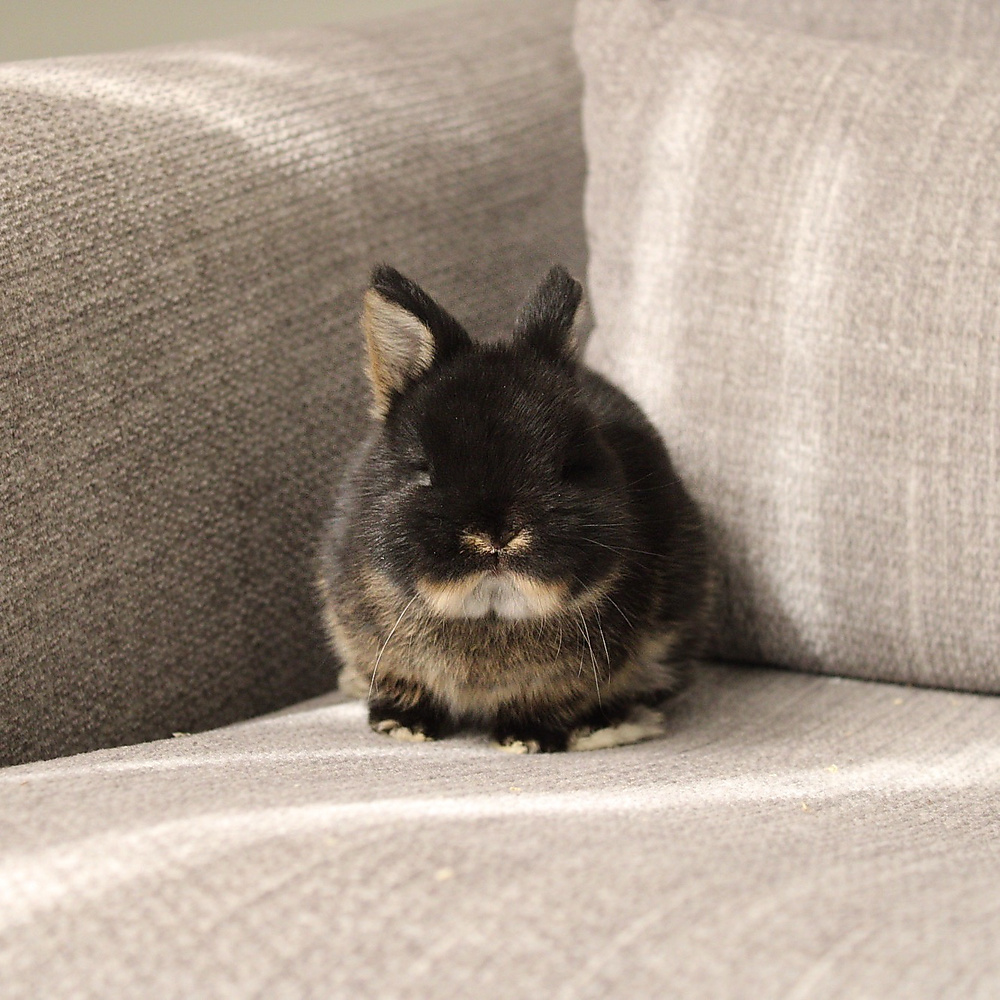 Netherland dwarf - black otter