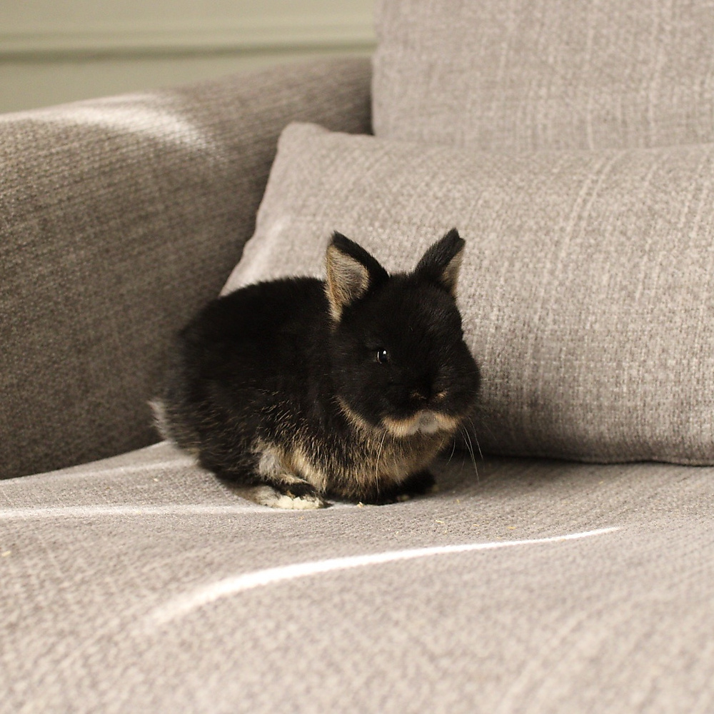Netherland dwarf - black otter